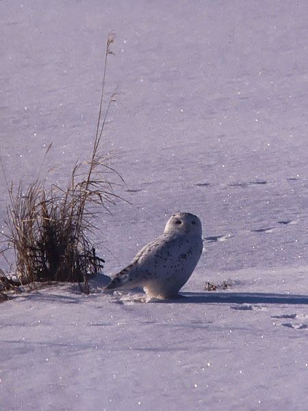 Tunturipöllö, Snowy Owl, Bubo scandiacus